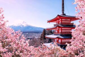 Cherry Blossom
